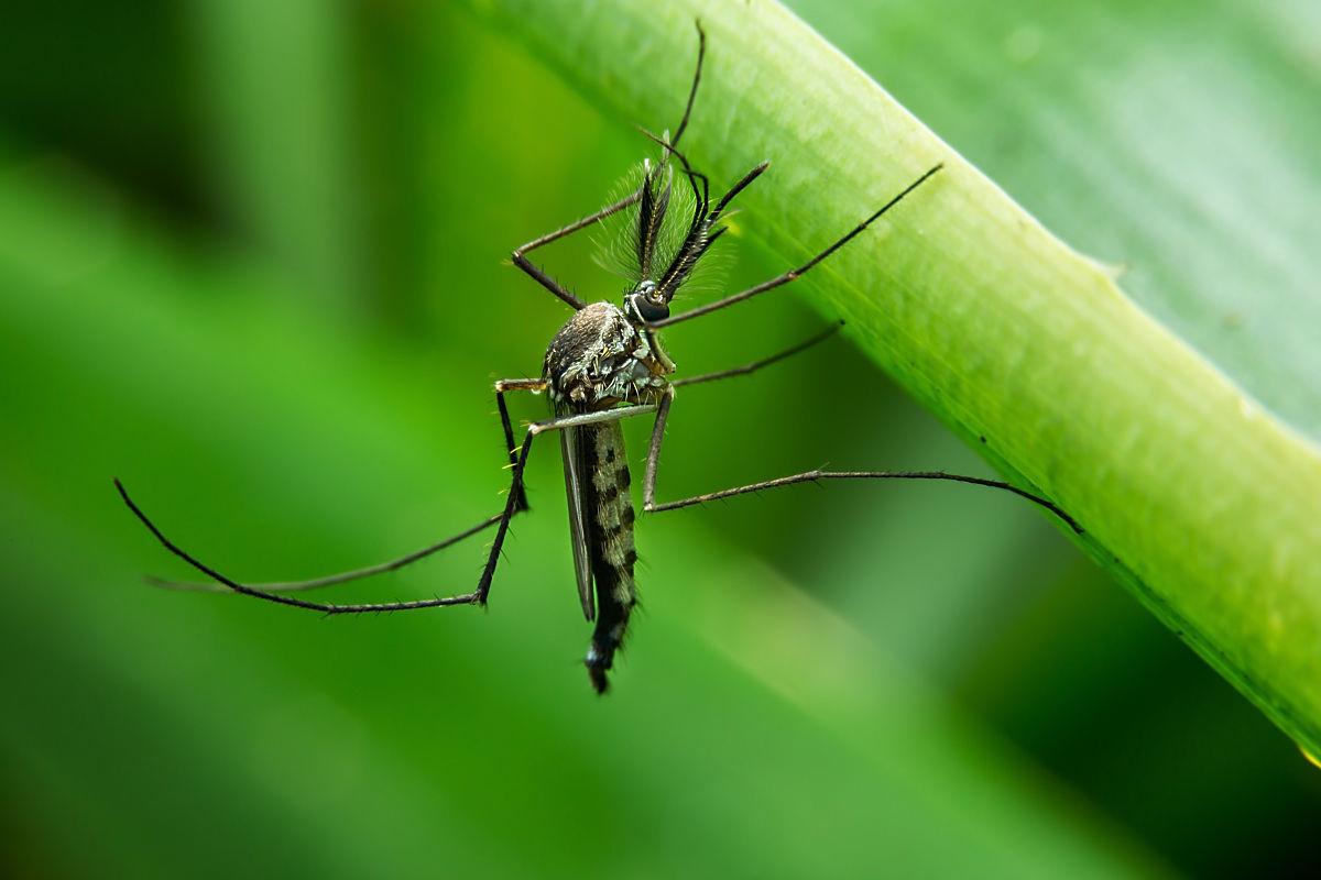 昆虫 自然 蚊子 - Pixabay上的免费照片 - Pixabay