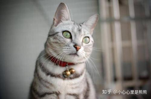 猫咪怎么才能亲近主人 v2-59a8326ae00a5dc4b9d9ca2cd3347851_r.jpg
