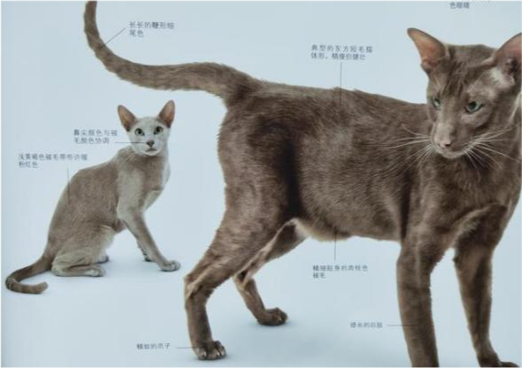 东方短毛猫颜色介绍~ - 知乎
