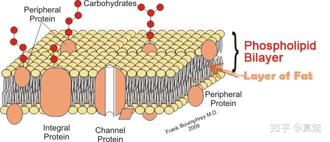 日本精化就有脂质体技术,能够将ve保存得更好,比如phytopresome lipo