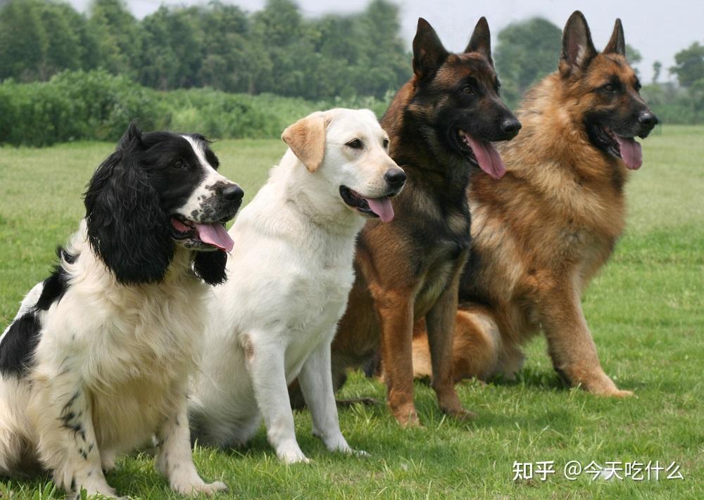 金毛边牧凭啥我们不能当警犬