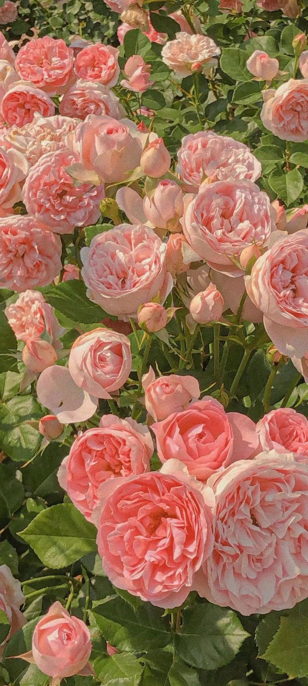 有没有什么惊艳的全屏壁纸