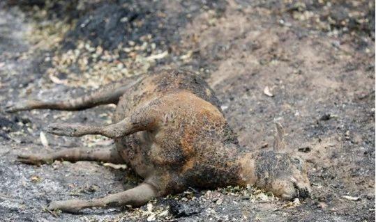 5亿动物被烧8000只考拉丧生澳洲在失控的大火中悲鸣