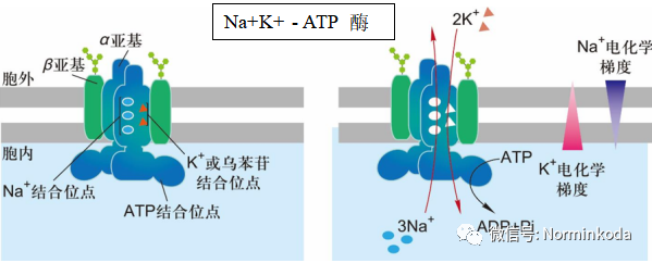 Na+K+ - ATP 酶活介绍 - 知乎