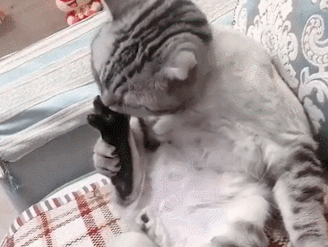 猫咪意外中毒怎么办 3个步骤一起拯救猫命 知乎