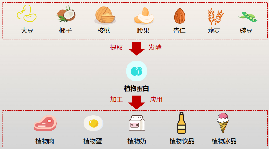 动物蛋白能替代植物蛋白吗