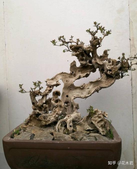 春季盆景花卉突发萎蔫枯死，原因何在？如何救护？ - 知乎