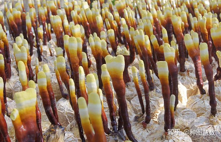 【食用菌表型】关于灵芝菌种的分离与育种那些事儿 - 知乎