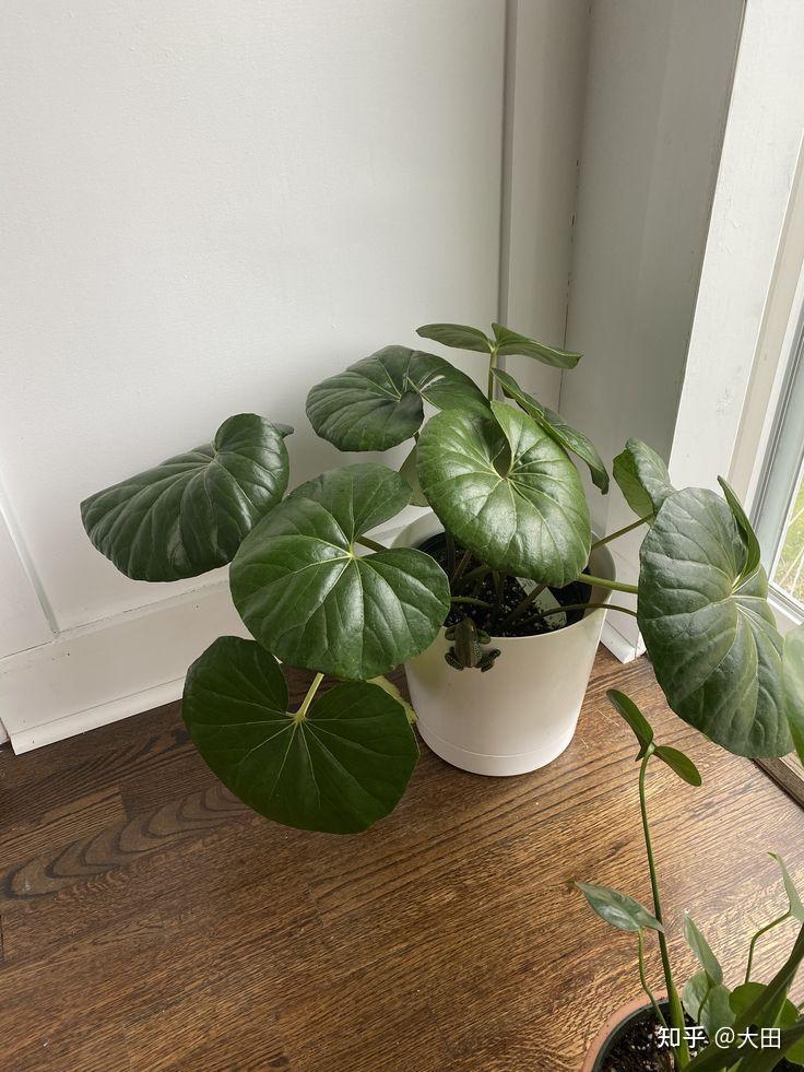 13种家大叶大的植物