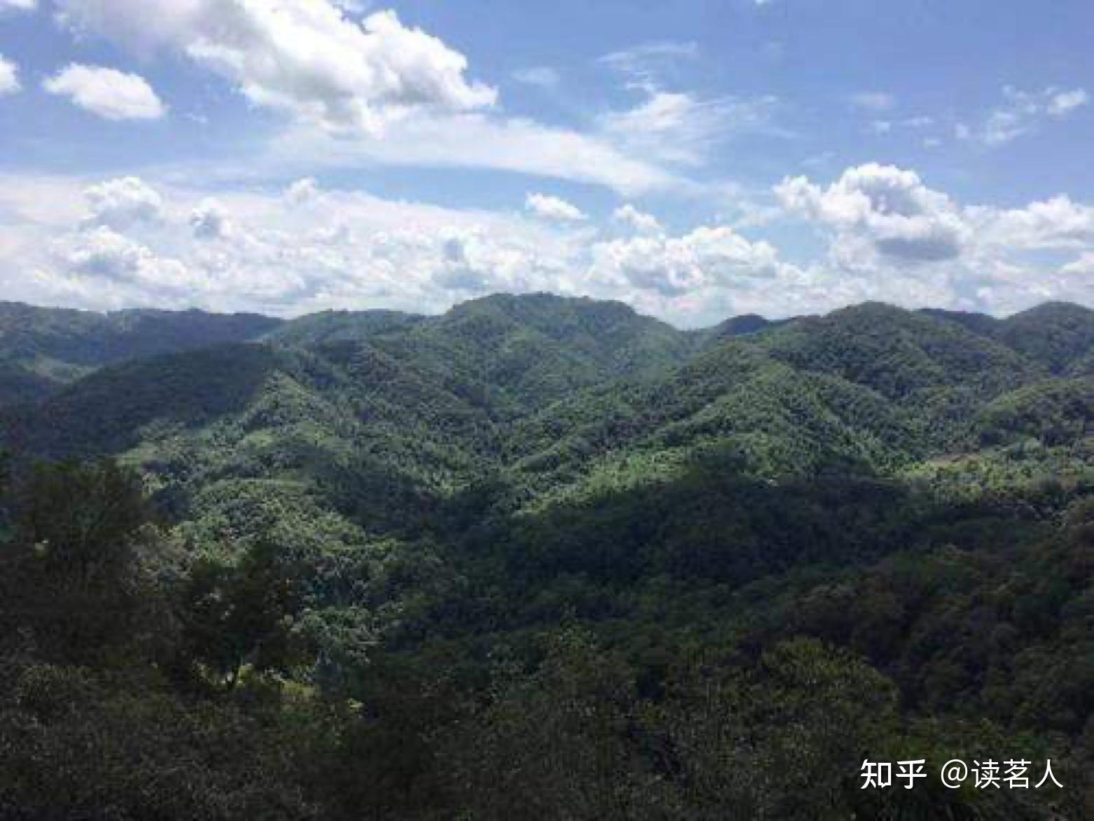 易武茶,普洱人永远越不过的一道坎 - 知乎