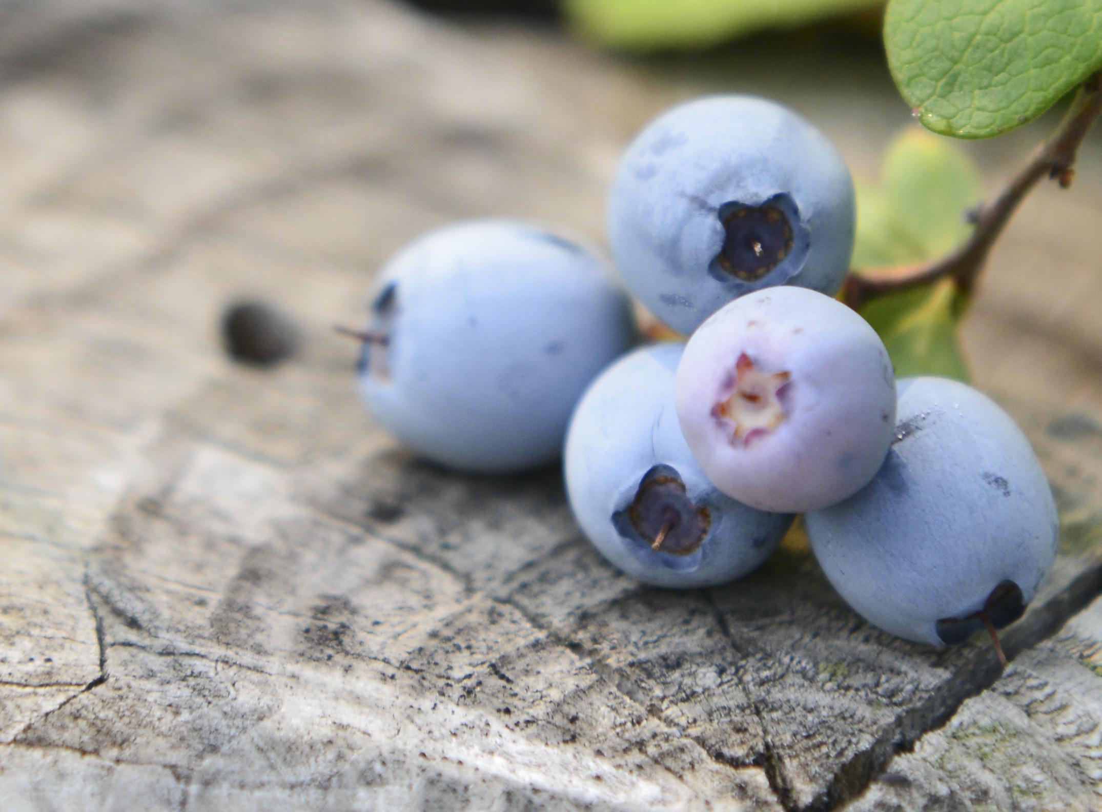 揭秘！——野生蓝莓与种植蓝莓差异 - 知乎