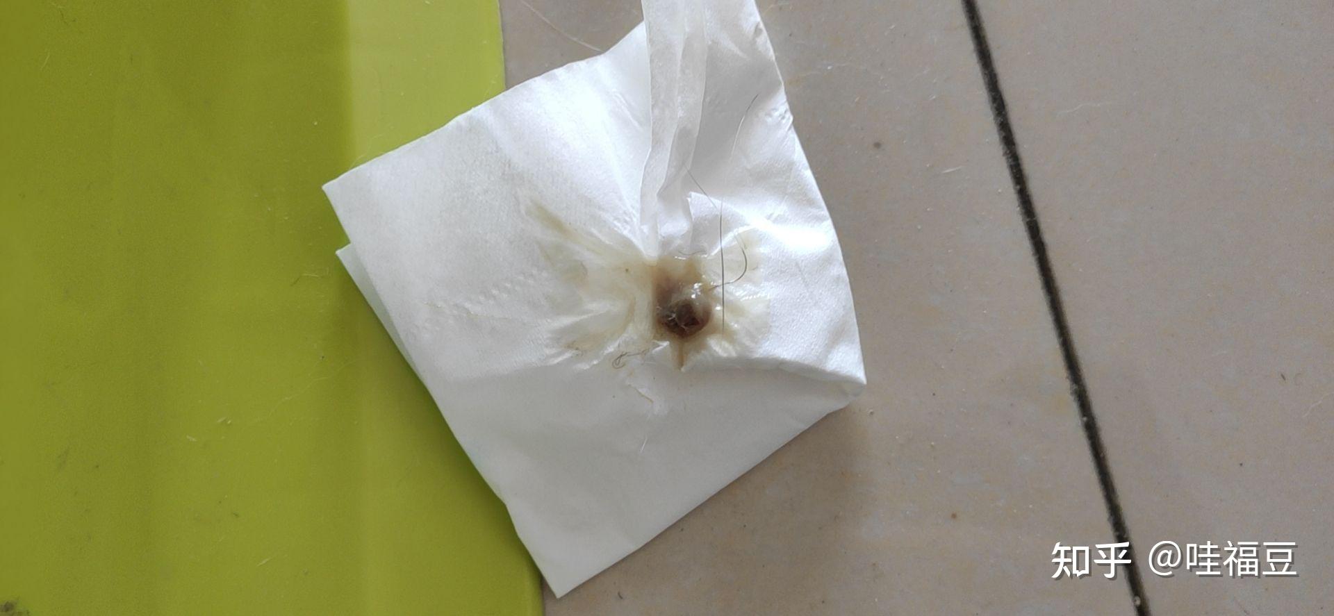 母猫怀孕六十多天有分泌物怎么办