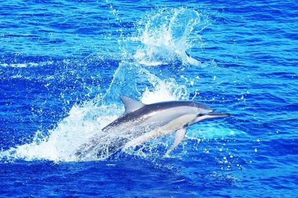 带娃或者蜜月去毛里求斯 怎样花的少玩得好 知乎