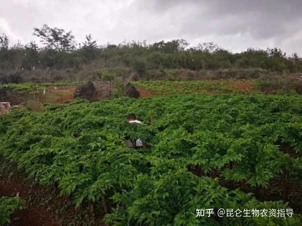 一,病害比較常見的包括根腐病,汙斑病,軟腐病, 病毒病及幹腐病等.