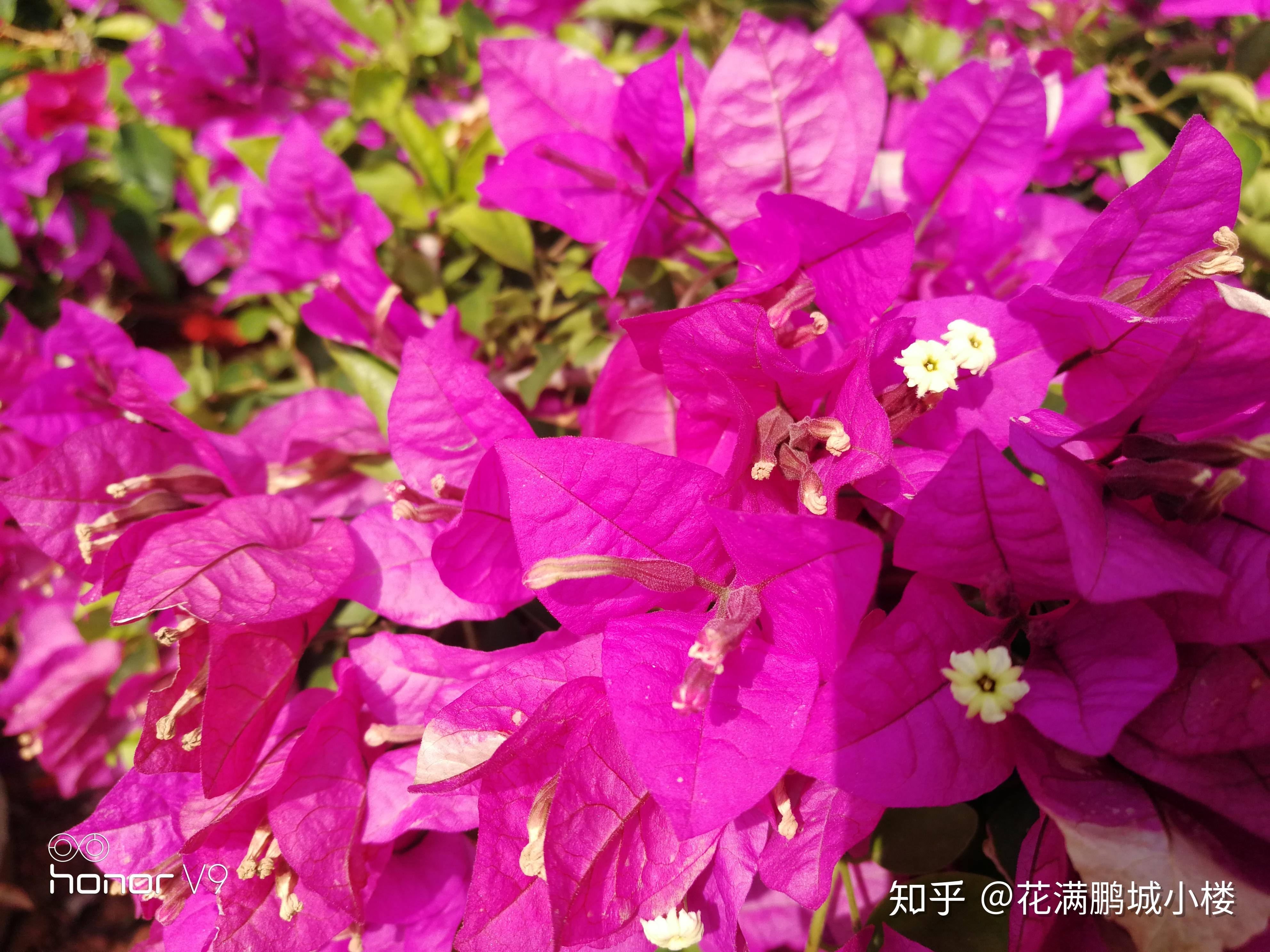深圳莲花山公园勒杜鹃展,艳阳下耀眼的三角梅们