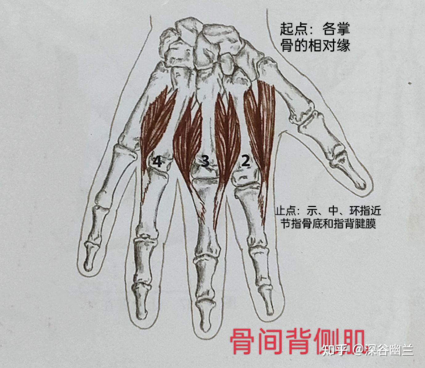 骨间肌解剖图片