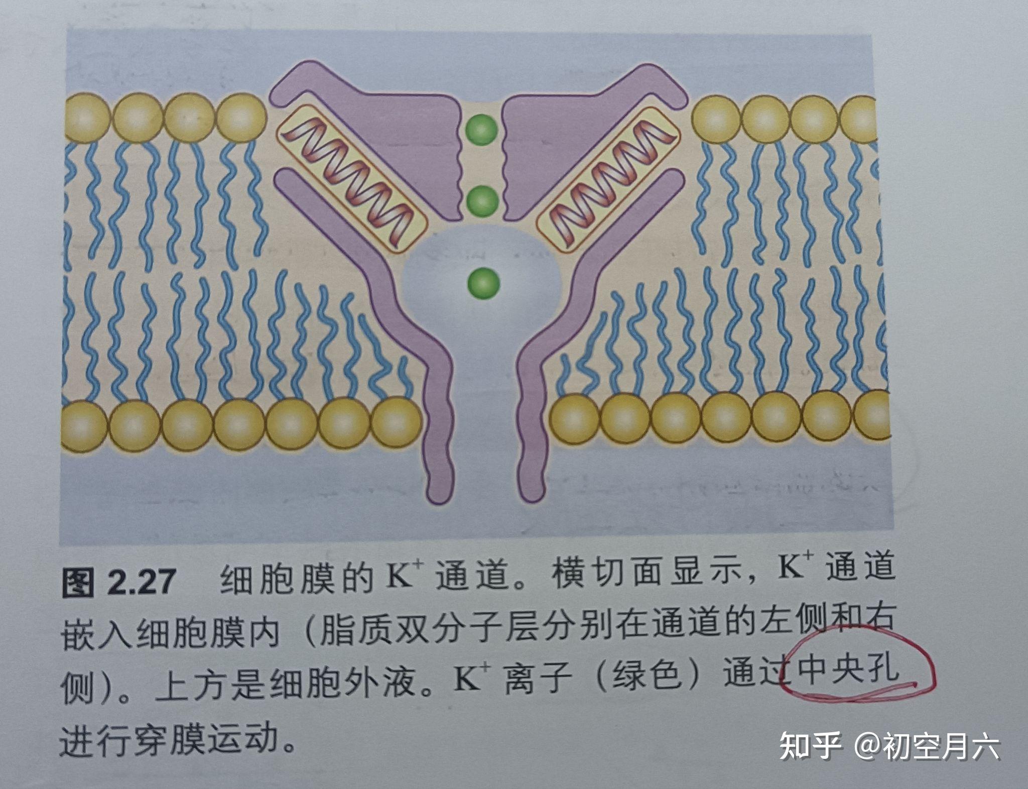 跨膜蛋白质:离子通道和泵