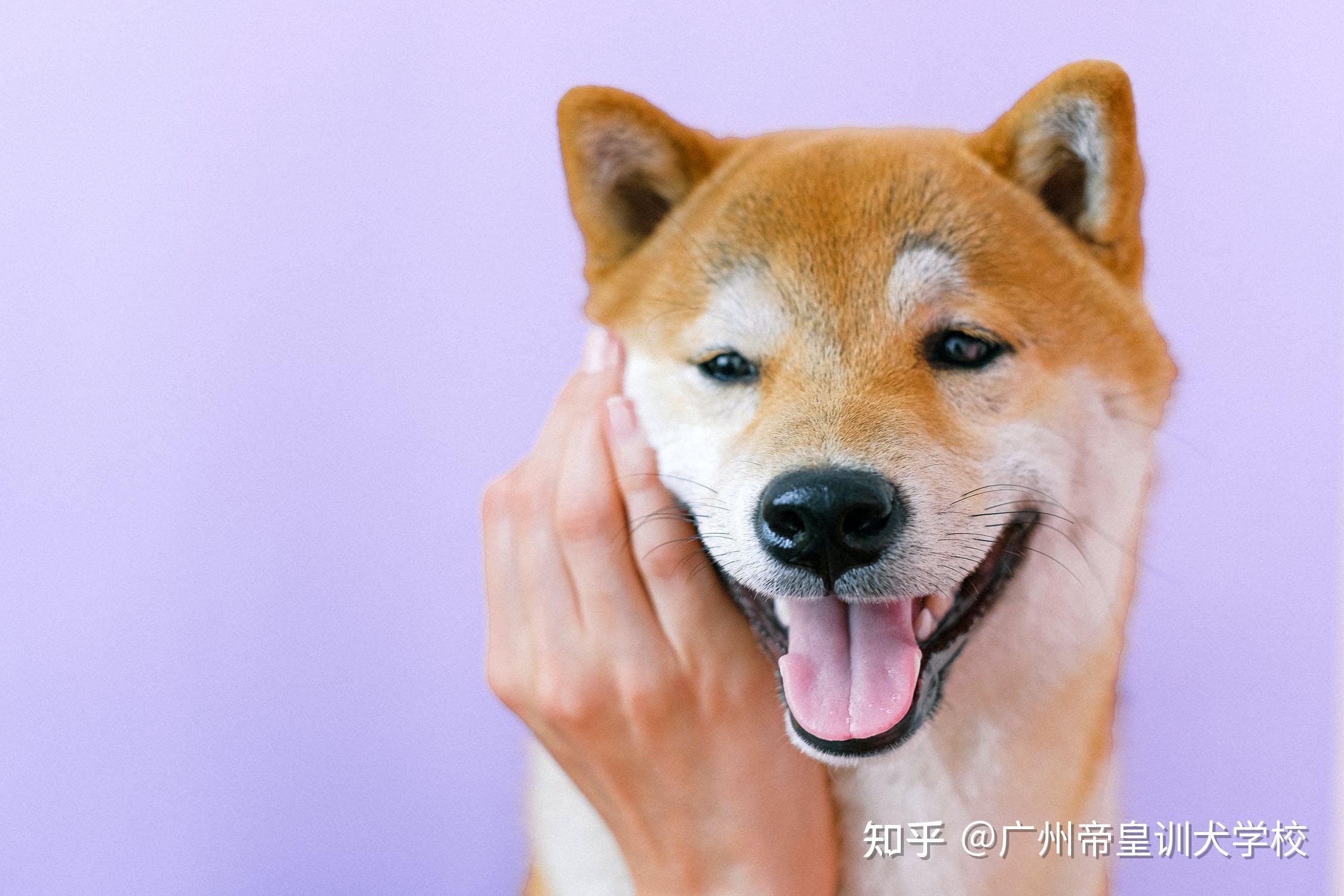 狗壁纸柴犬图片