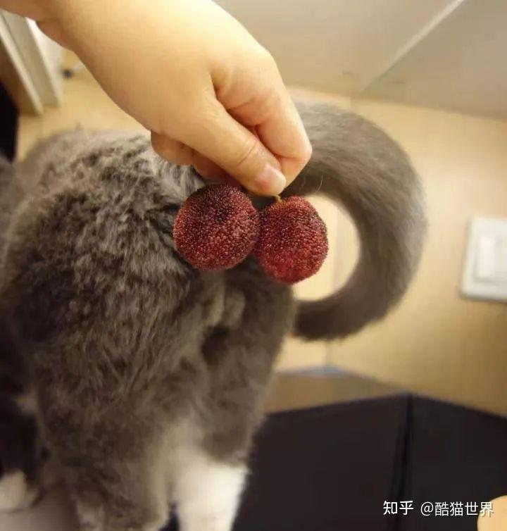 猫咪假蛋蛋创意赏析千奇百怪的猫蛋