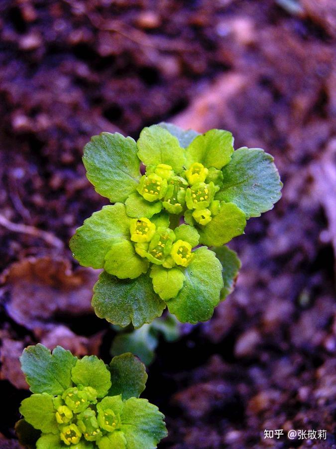 生态客分科识花图鉴27虎耳草科