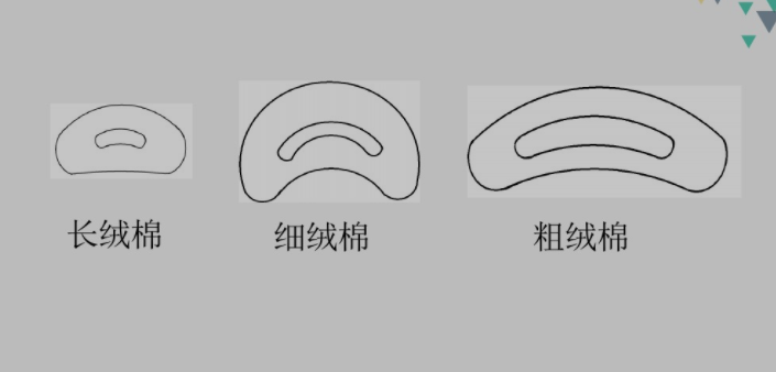 第一节 棉花的种类,棉纤维的形态结构