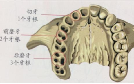 牙齿是长在肉里还是骨头里