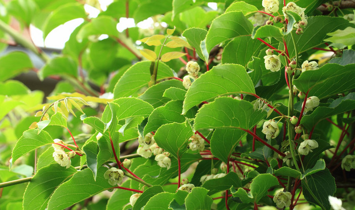 Science | 植物开花调控新机制——磷脂酰甘油介导叶片成花素转运 - 知乎