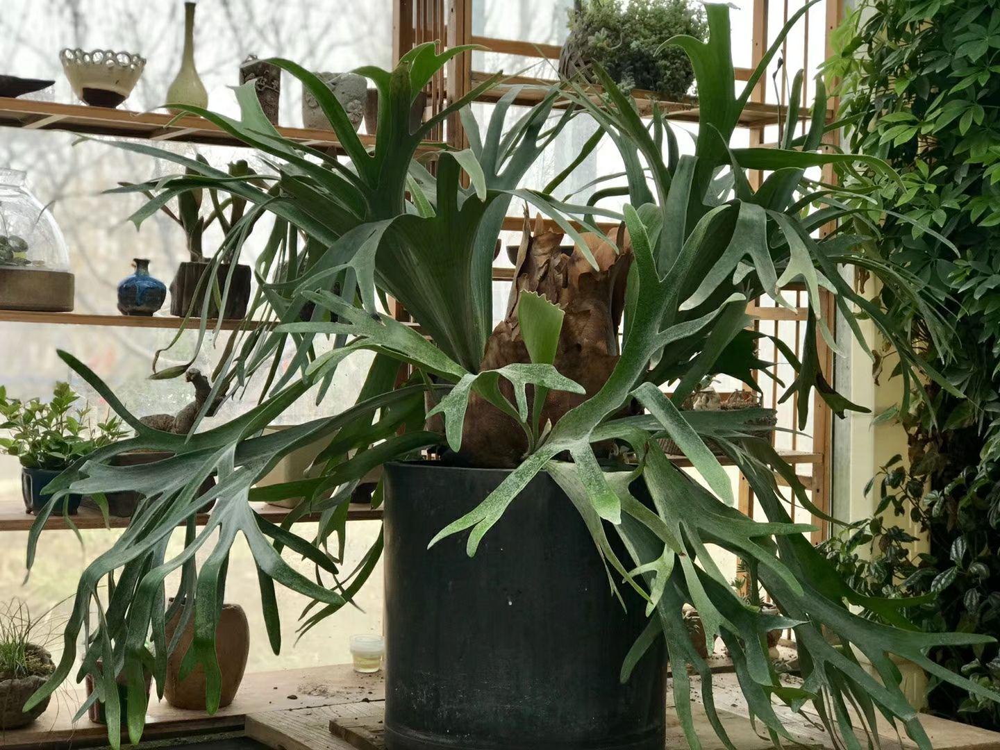 二叉鹿角蕨 - 知乎