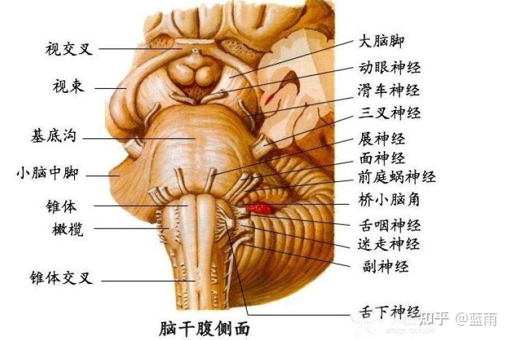 延髓腹侧面图片