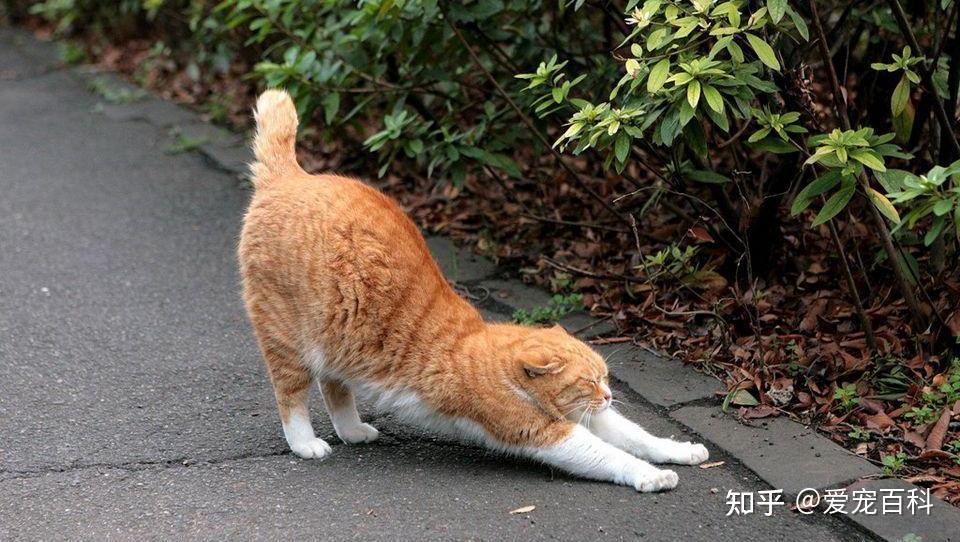 要猫咪一直肚子和主人做着伸懒腰这个动作,同时肚子还贴在地面上,说明