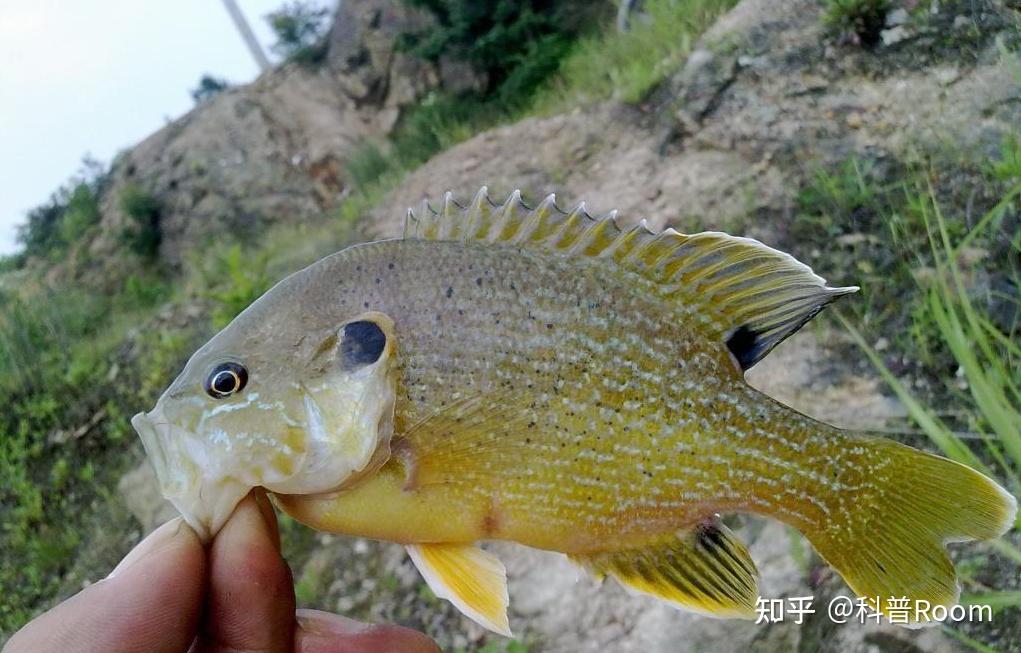 神秘入侵四川半小時釣二三十條太陽魚成災可期