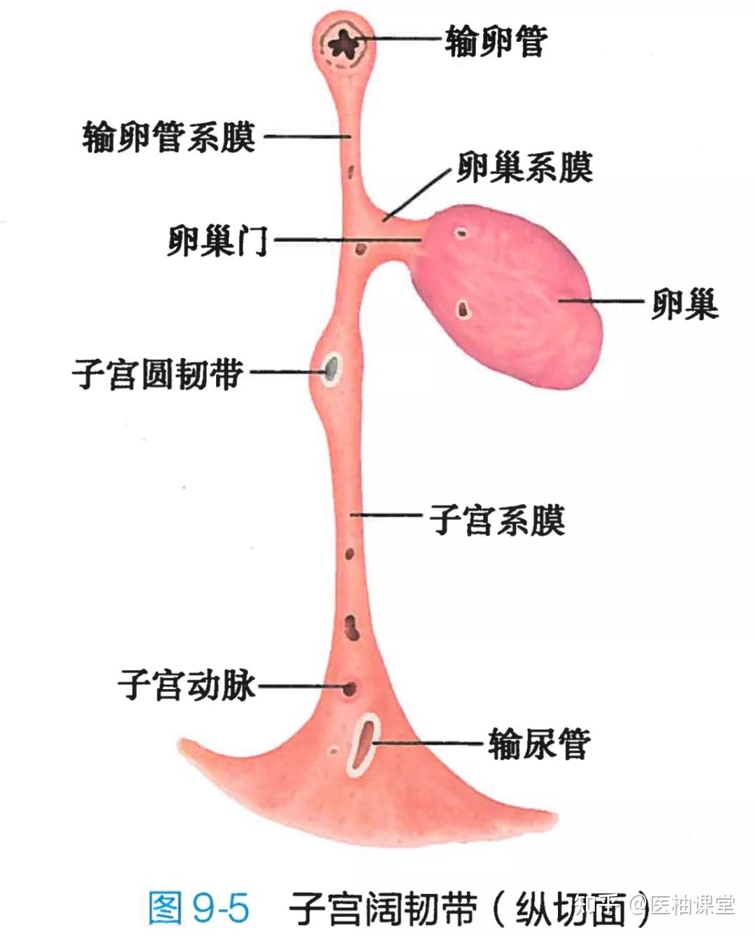 详细的生殖系统解剖图示注解_the_睾丸_附睾