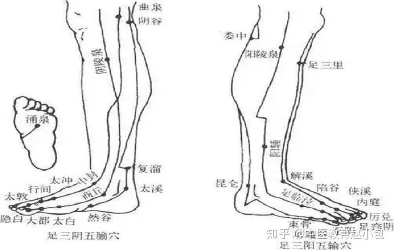 小腿上還分佈著60多個穴位,足三陽經,足三陰經這六條重要經絡也從小腿