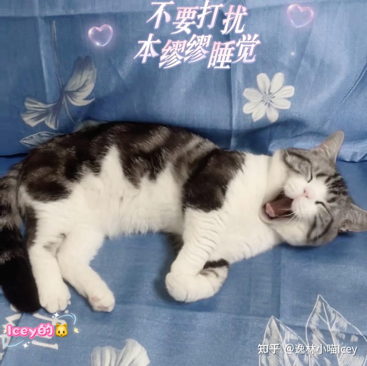 养猫久了才明白猫咪的睡眠时间能判断健康状况喔！ - 知乎