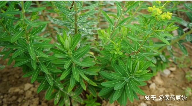 带你识别京大戟