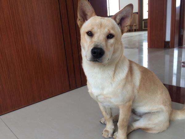 中华田园犬的颜值可以多高?