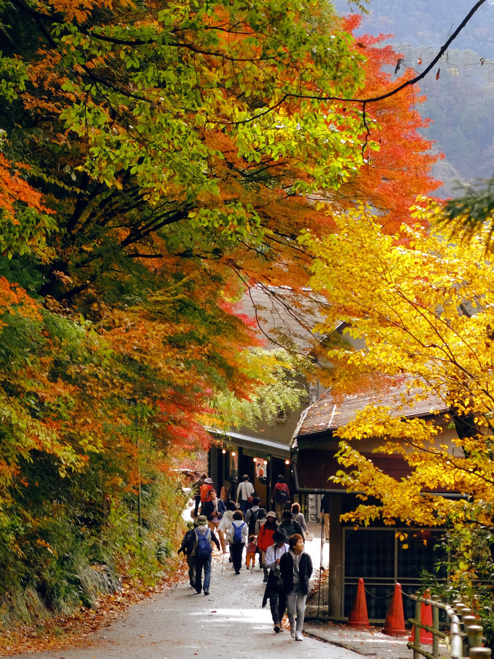 桌布 日本京都醍醐秋景 1920x1080 全高清 高清桌布, 圖片, 照片