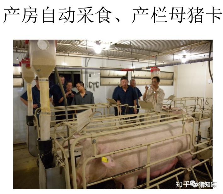 参观学习美国现代化高效养猪场（图文）—猪知乐整理 - 知乎