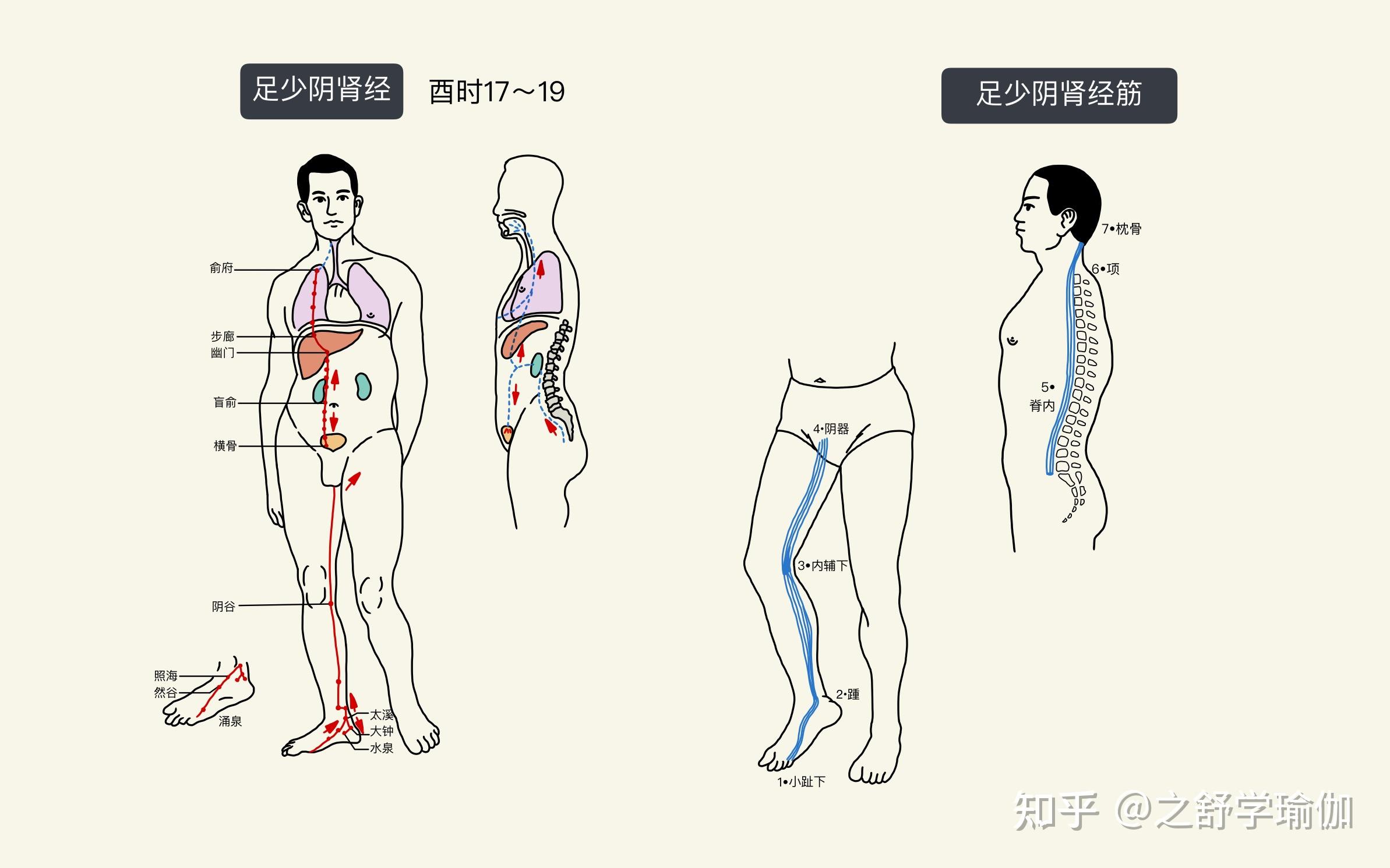 筋骨训练十二条大筋图片