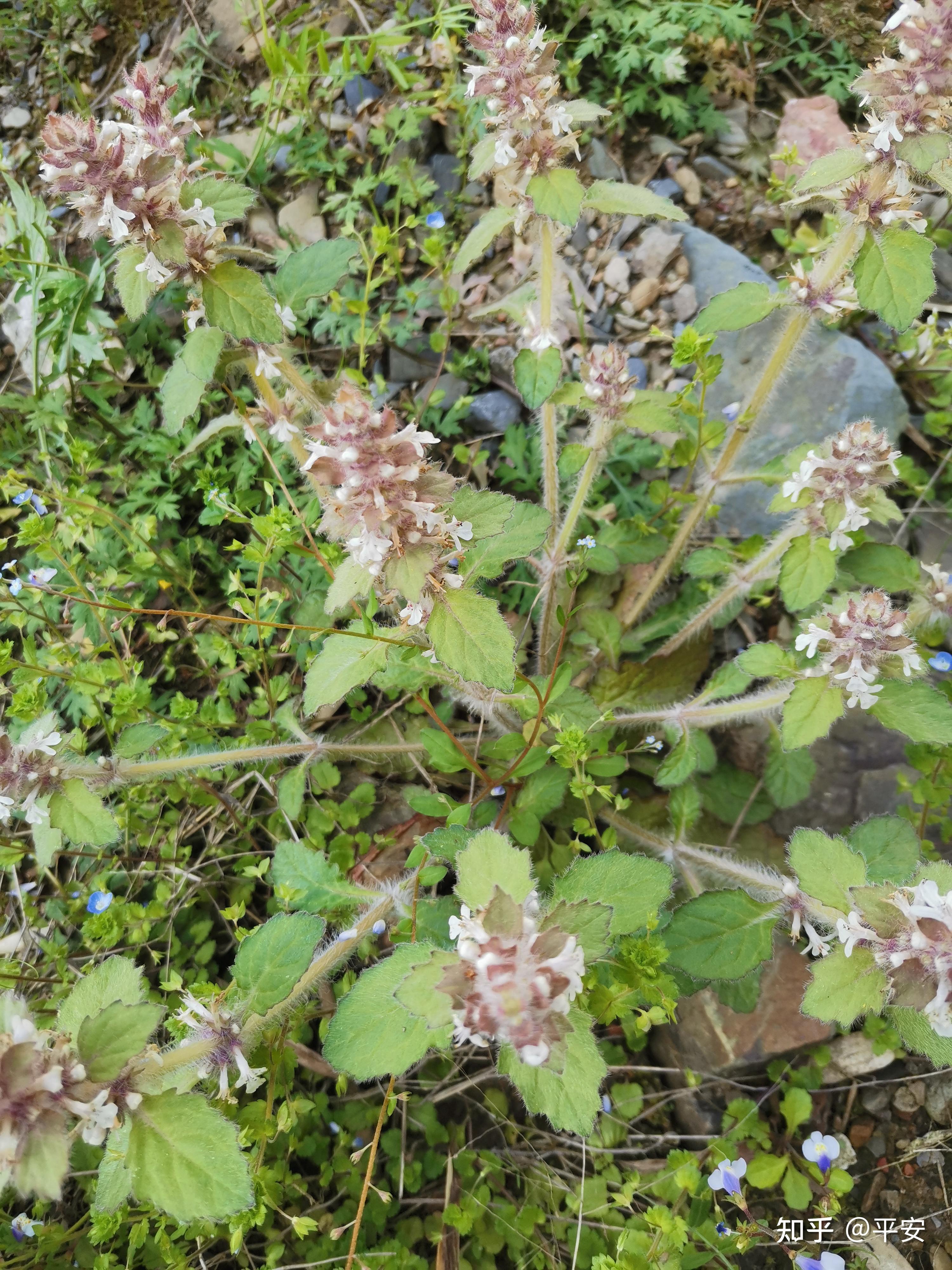 这种草药我们方言叫苦婆很苦的清热解毒正名叫什么网上都搜不到