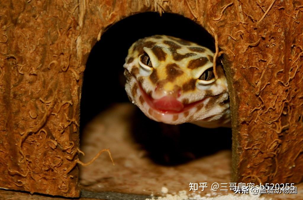 如果你想养守宫那你请看看一下五种 - 知乎