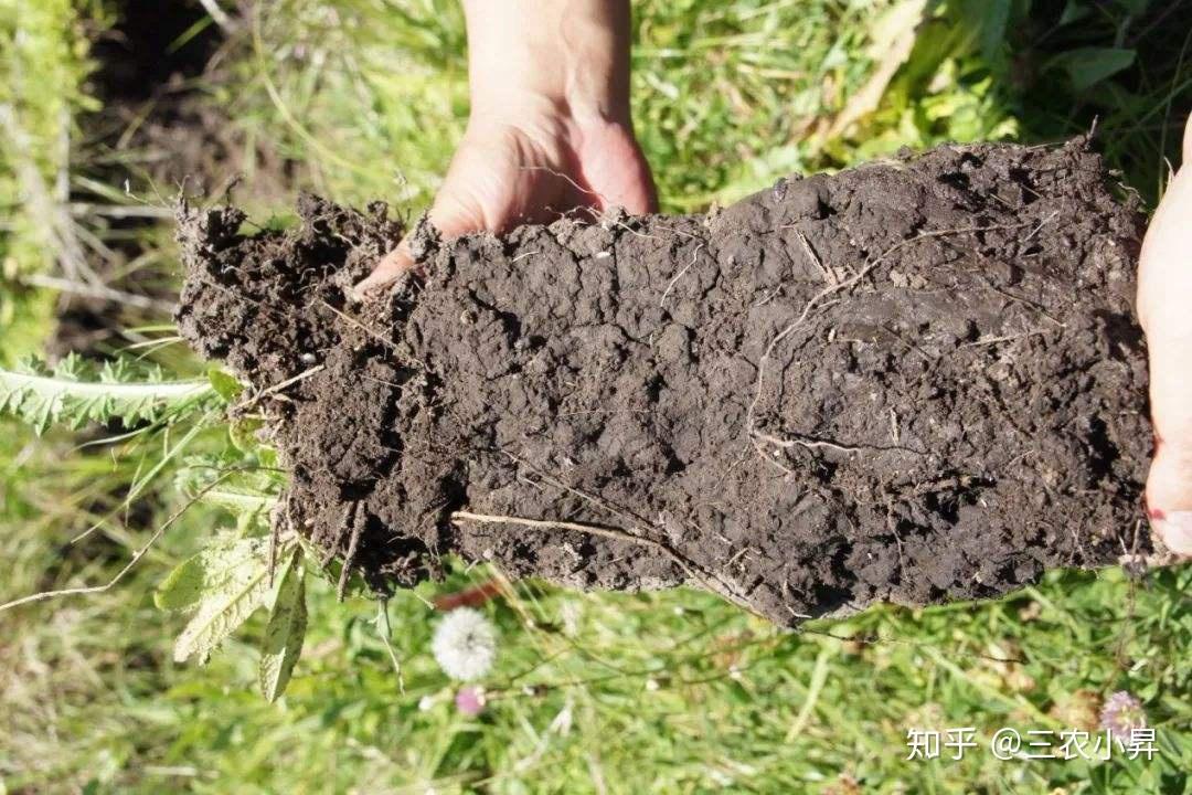 土壤质量为何大幅下降了解这些这三大因素从根本上解决问题