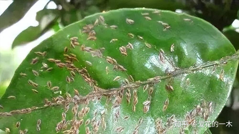 养花7种“病害”，对植物危害大，园艺师教你，如何科学处理- 知乎