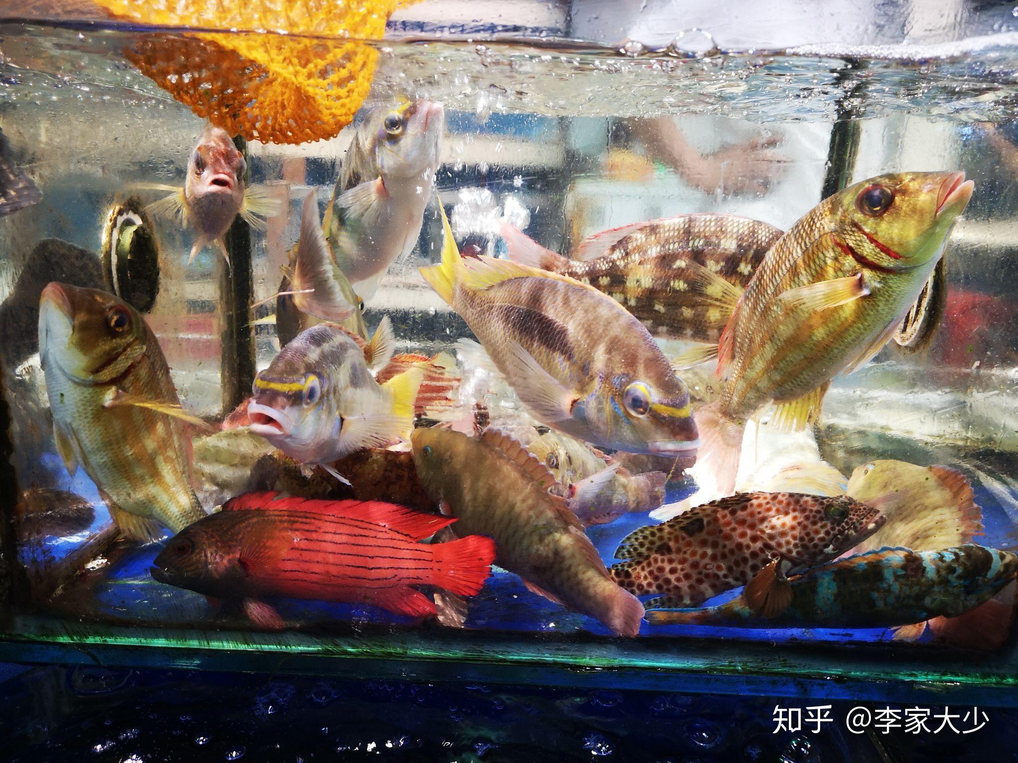 吃过最好吃的鱼是什么鱼？ - 知乎