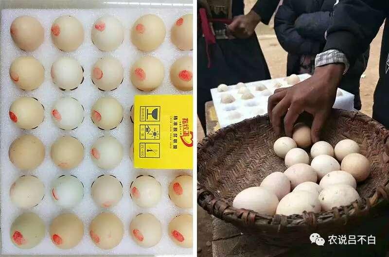 以村为单位精准销售"指纹蛋"