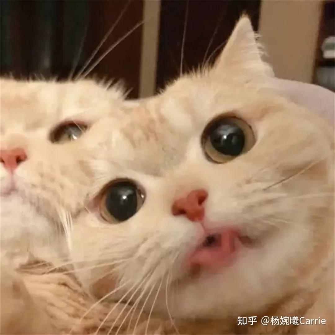 猫咪狗狗的可爱情头