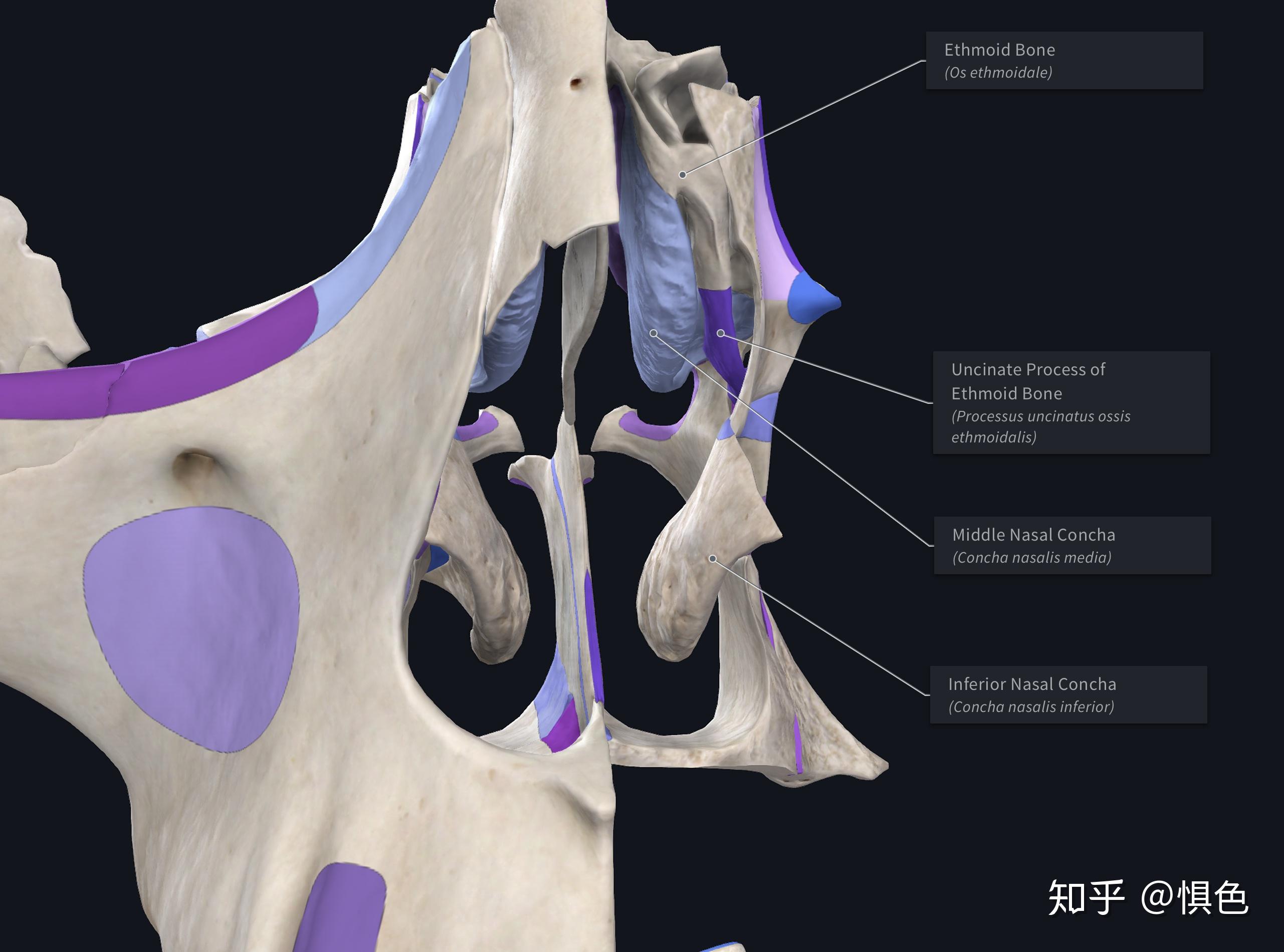 固有鼻腔外侧壁的解剖(nasal fossa proper)