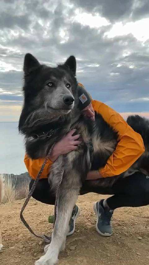 蓝湾狼犬图片