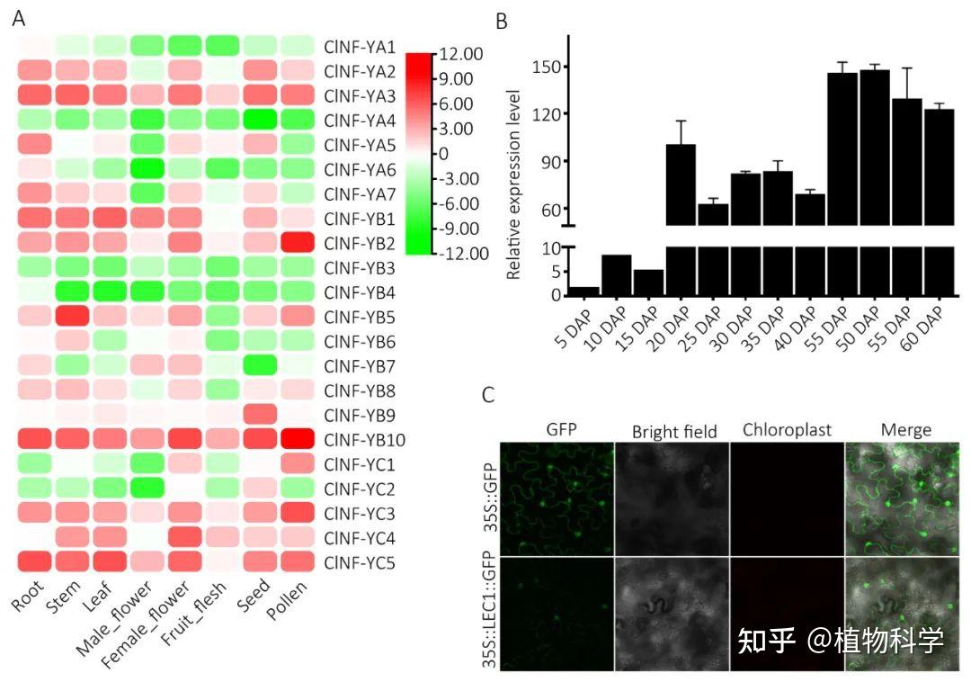 The Crop Journal 西北农林科技大学鉴定葫芦科NFY基因家族并揭示ClNFYB9在种子发育中的功能 知乎