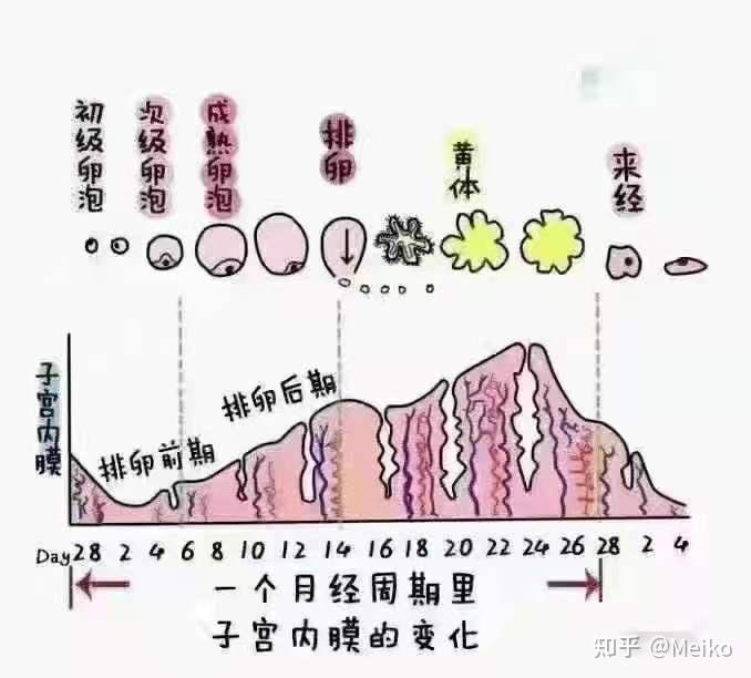 月经期子宫变化图图片